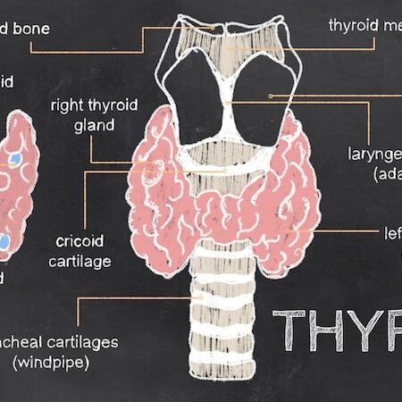 Understanding Hashimoto's Thyroiditis