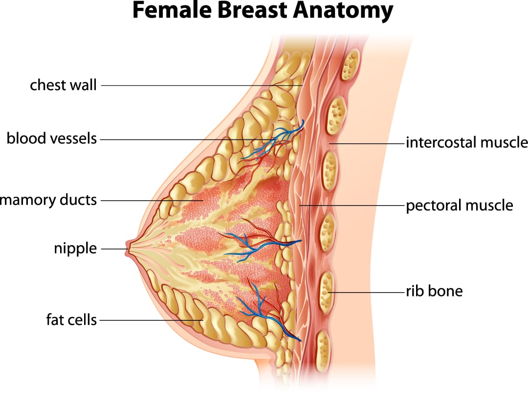 Breast lump diagram  Natural breast, Breast health, Breast