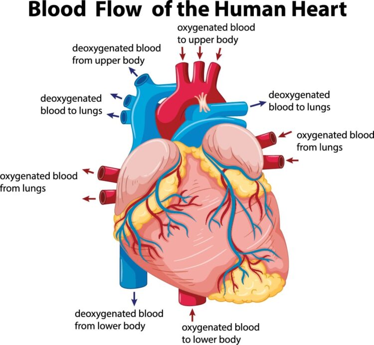 Postural Orthostatic Tachycardia Syndrome