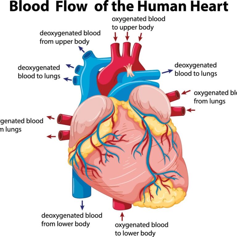 Postural Orthostatic Tachycardia Syndrome