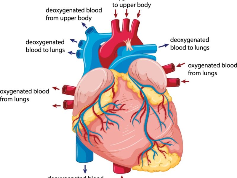 https://rhealthc.com/wp-content/uploads/2016/09/Blood-Flow-Human-Heart-800x600.jpg