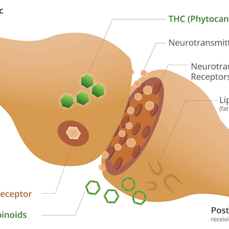 Bone Joints function