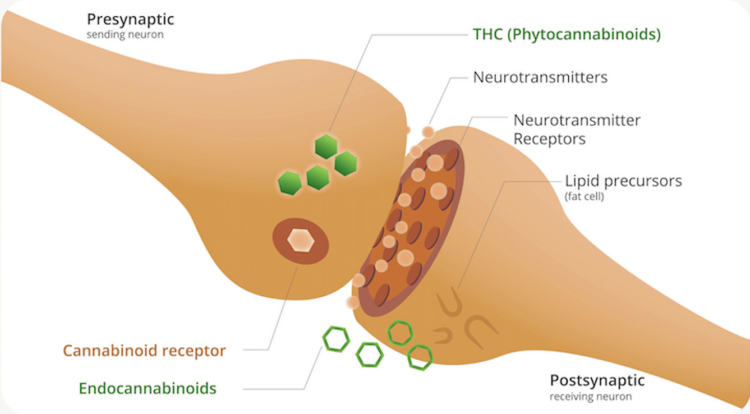 Bone Joints function