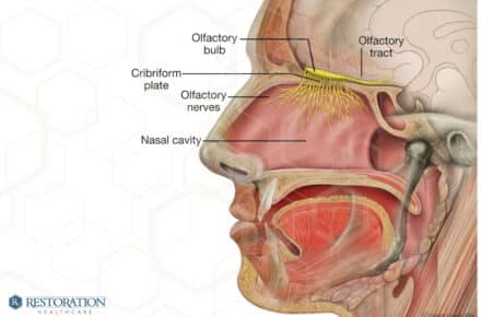 Head Olfactory Nerve
