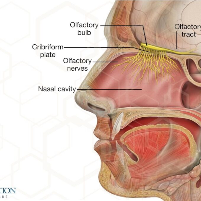 Restoring Your Sense of Smell and Taste After COVID-19