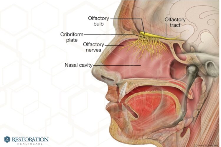 Restoring Your Sense of Smell and Taste After COVID-19