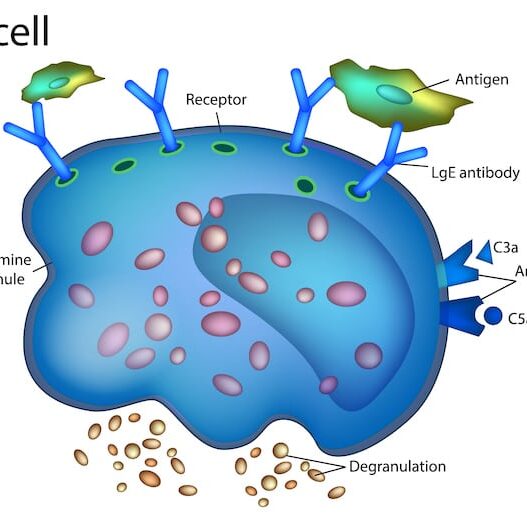 Mast Cell Illustration