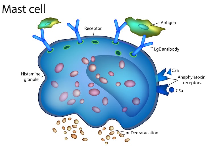 Mast Cell Illustration