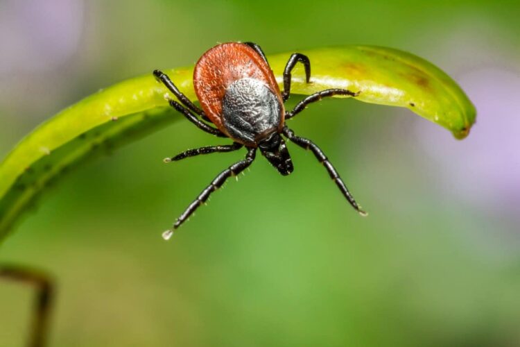 Preventing Tick Bites in Southern California