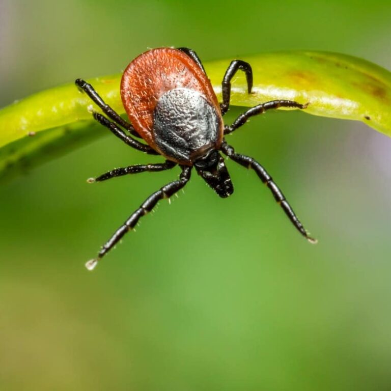Preventing Tick Bites in Southern California