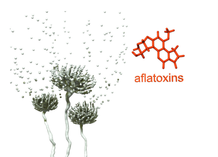 Finding and Avoiding Mold and Mycotoxins