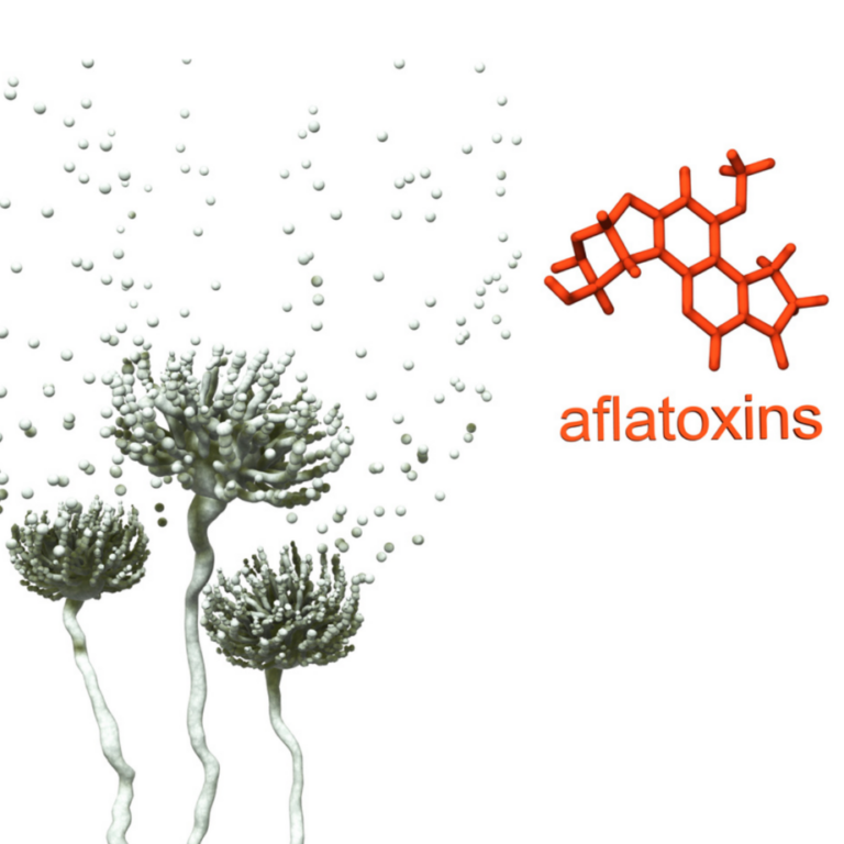 Finding and Avoiding Mold and Mycotoxins