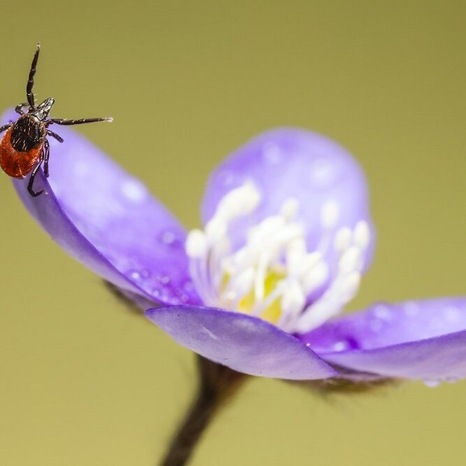 Why is Lyme Disease a Parasitic Infection?