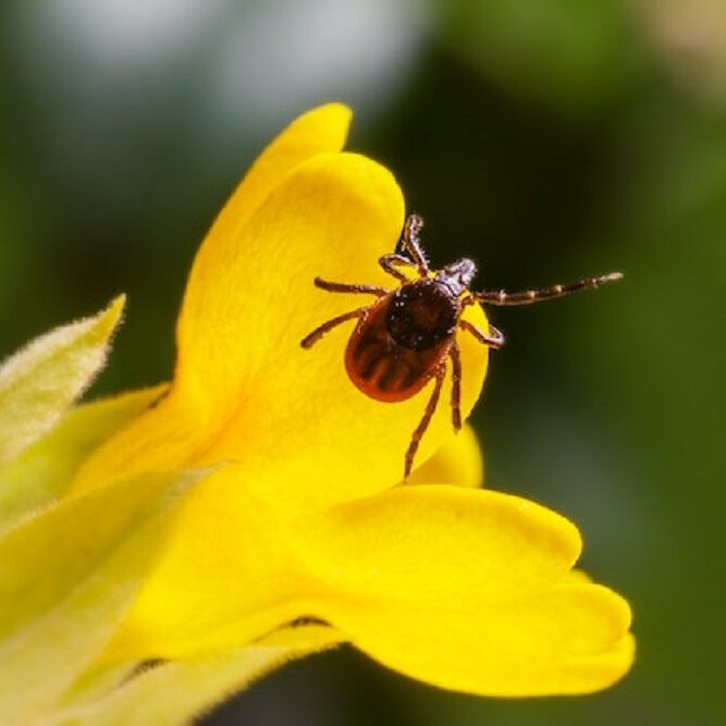 What Are Lyme Disease Symptoms?