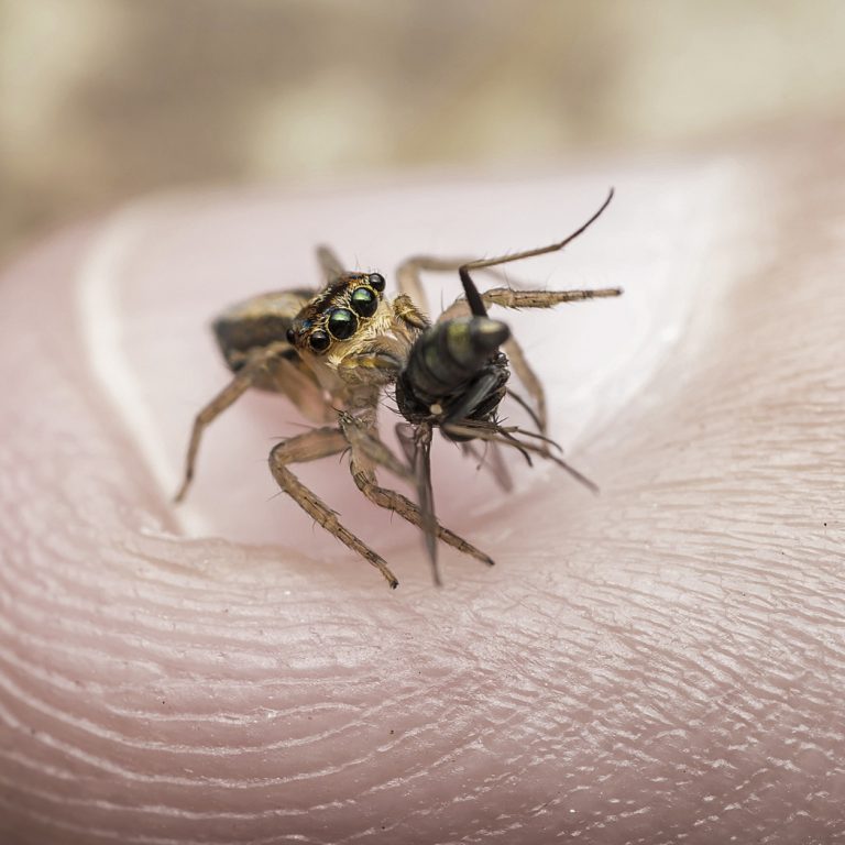 Lyme Disease Treatment Irvine Restoration Healthcare