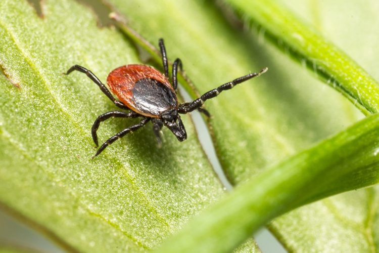 Understanding Lyme Disease