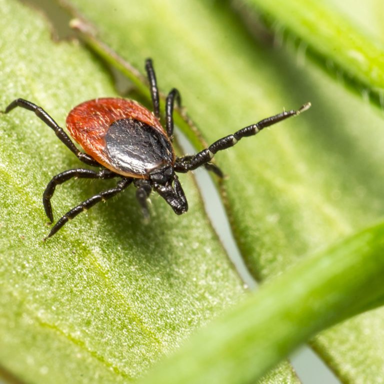 Lyme Disease Treatment Irvine | Restoration Healthcare